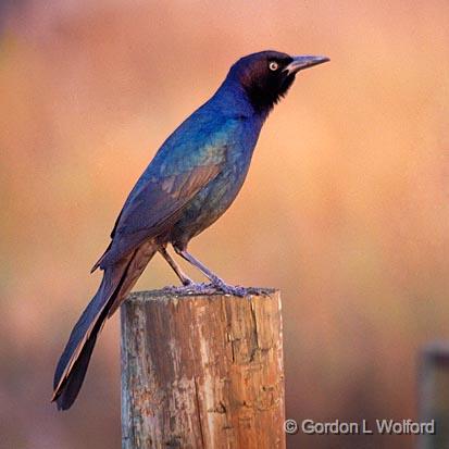 Grackle At Dawn_27776.jpg - Photographed near Port Lavaca, Texas, USA.